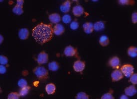 hCD38 MAb (Cl 240742 (25 ug)