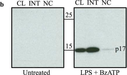 hIL-1b MAb (Cl 8516) (25 ug)