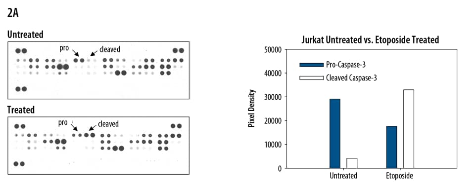 hApoptosis Array Kit (1 Kit)