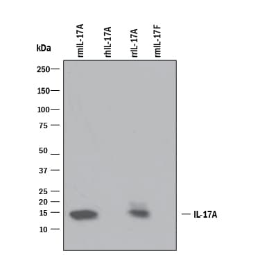 mIL-17 MAb (Cl 50104 (25 ug)