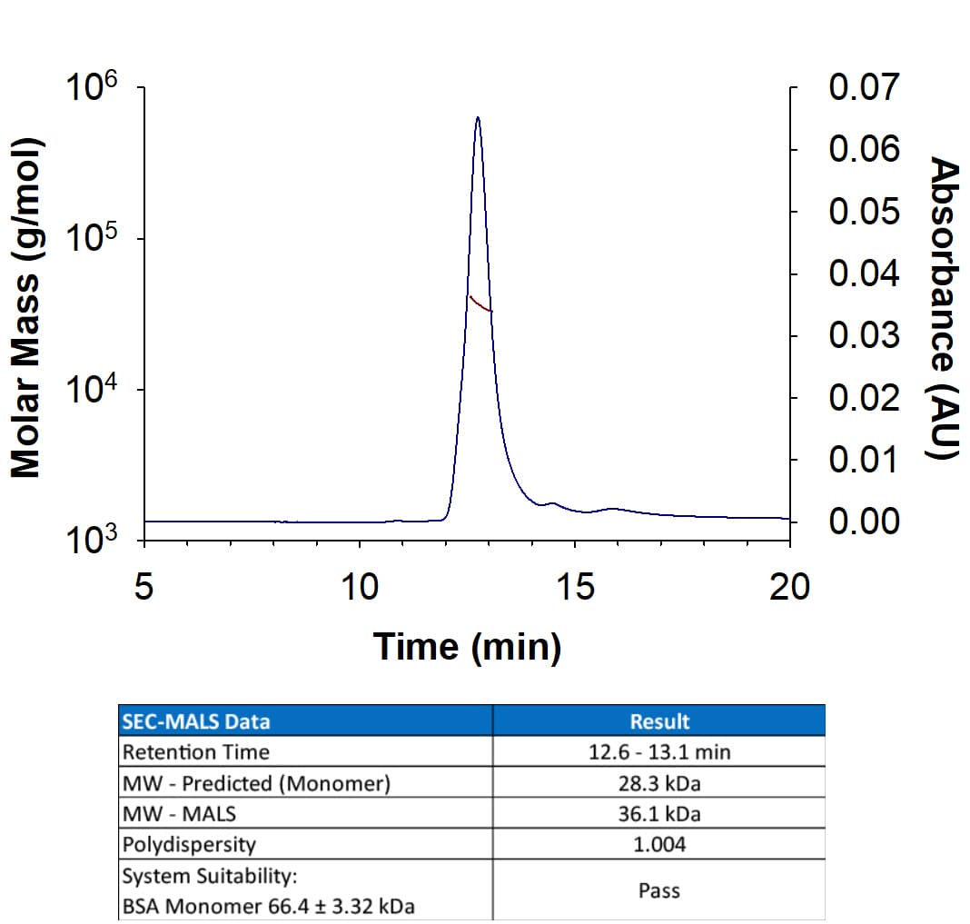 rhR-Spondin 3, CF (25 ug)