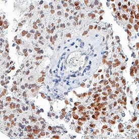 h/m/rSOX2 MAb (Cl 24 (25 ug)