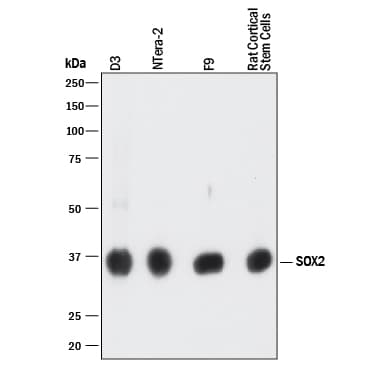 h/m/rSOX2 MAb (Cl 24 (25 ug)