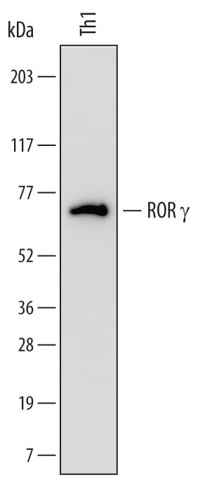 hRORg/RORC Ab (Cl 73 (25 ug)
