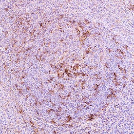 hCD11c MAb (Cl 53820 (25 ug)