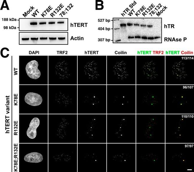 MCHERRY RAT MONOCLONALANTIBODY