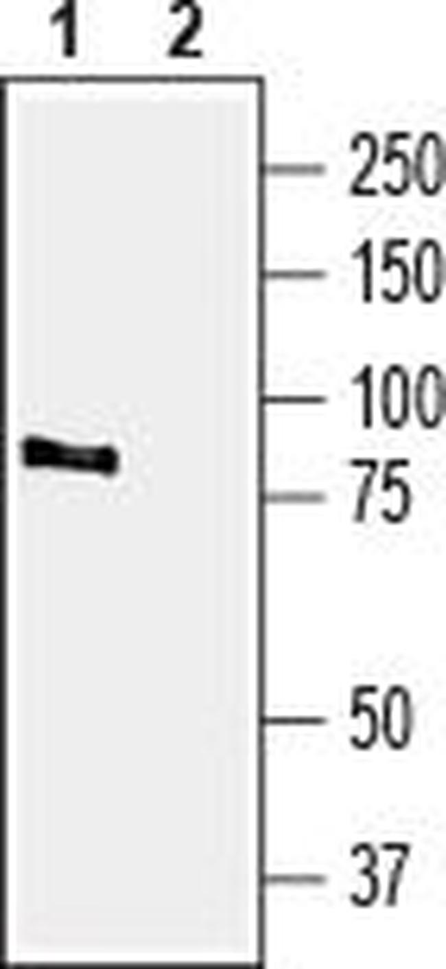 TRPV4 ANTIBODY
