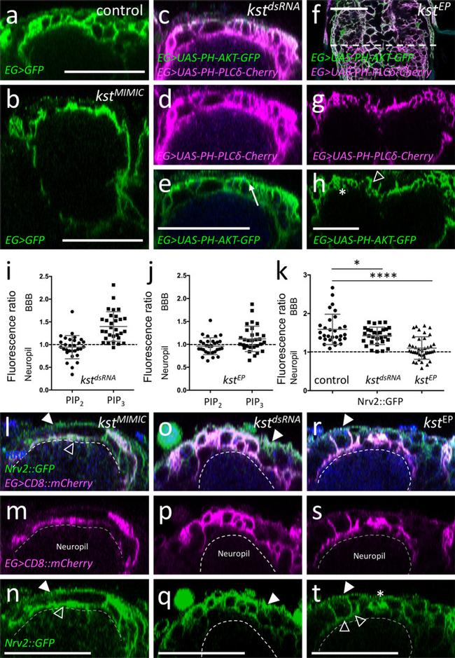 MCHERRY RAT MONOCLONALANTIBODY