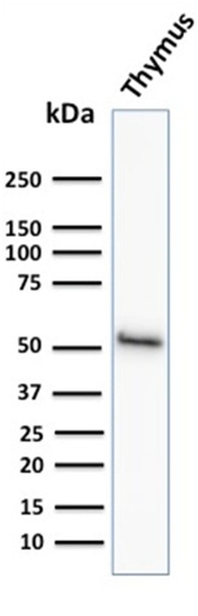 CYTOKERATIN 15