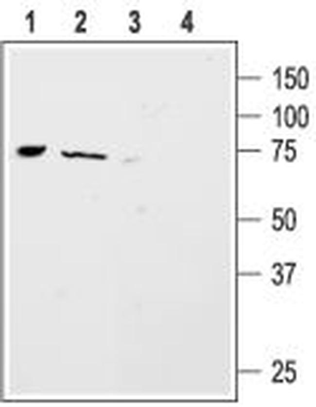 ASIC4 ANTIBODY