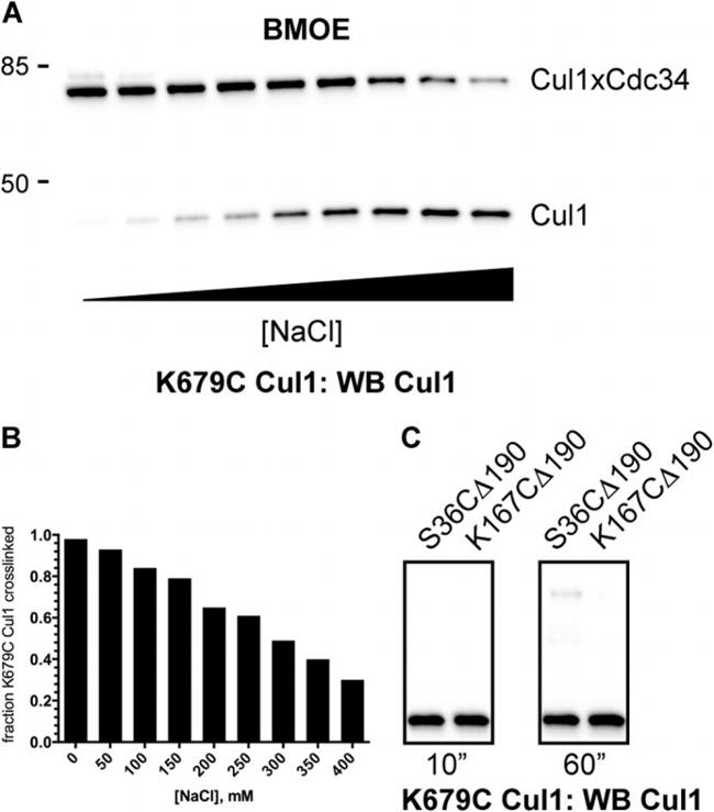 CULLIN 1 2H4C9 MAB