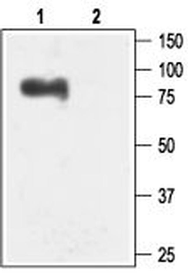 KCNN3 (KCA2.3- SK3) (N-TERM) A