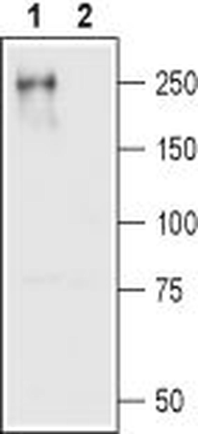 CAV1.2 (CACNA1C) ANTIBODY