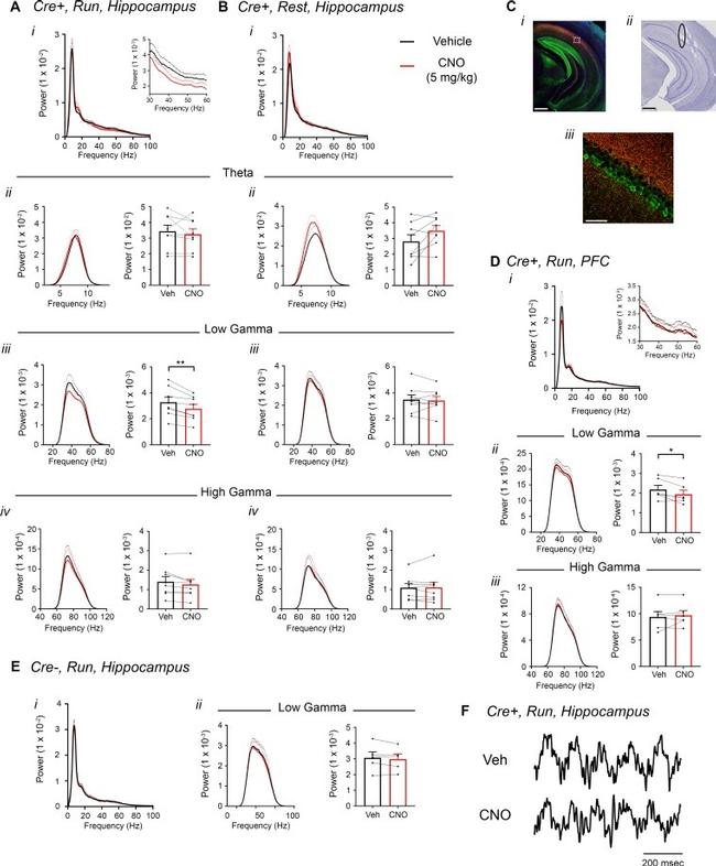 MCHERRY RAT MONOCLONALANTIBODY