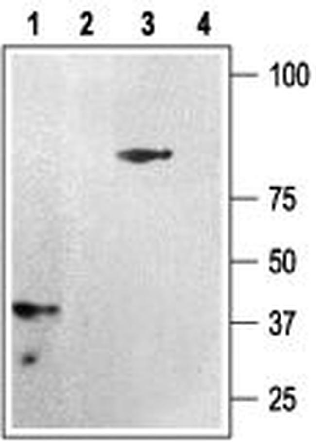 P2Y12 RECEPTOR ANTIBODY
