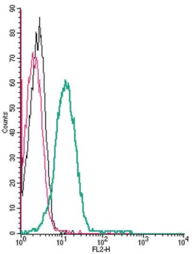 P2X4 RECEPTOR (EXTRACELLULAR)