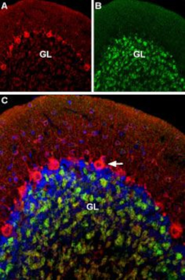 CAV1.2 (CACNA1C) ANTIBODY