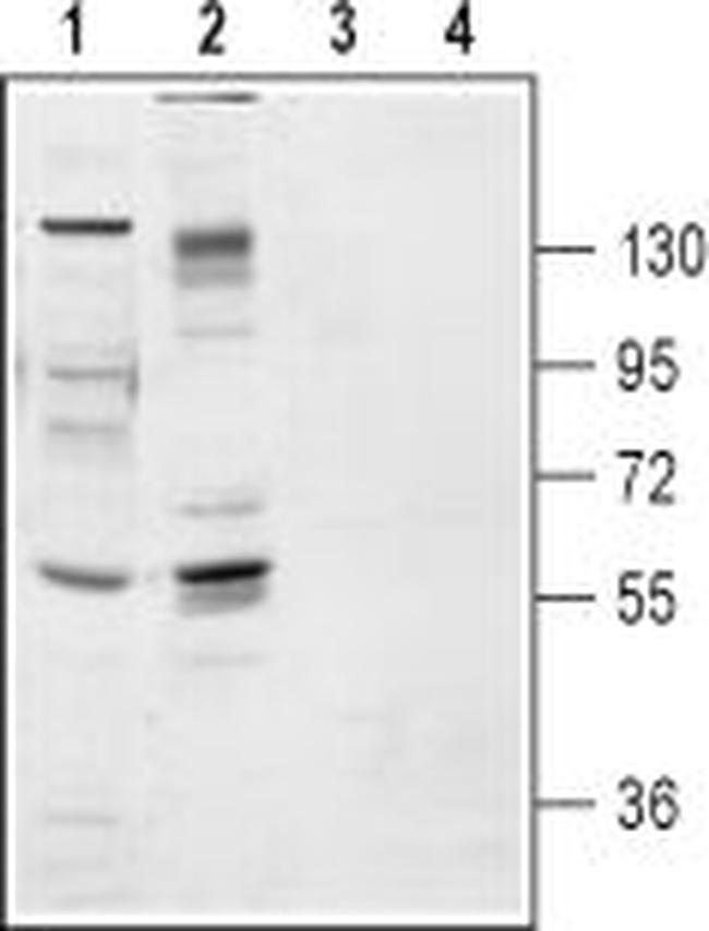 TRKB (EXTRACELLULAR) ANTIBODY