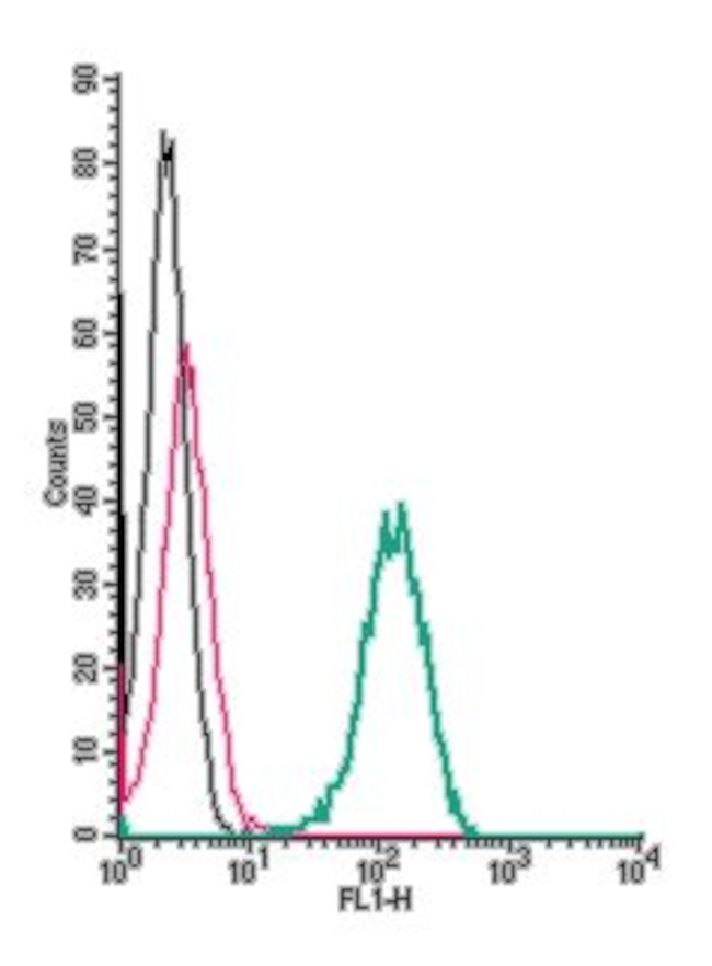 TRKB (EXTRACELLULAR) ANTIBODY