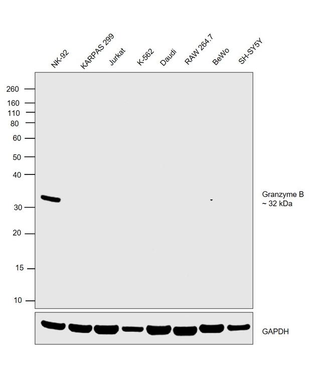ANTI-MO GRANZYME B 16G6 PUR