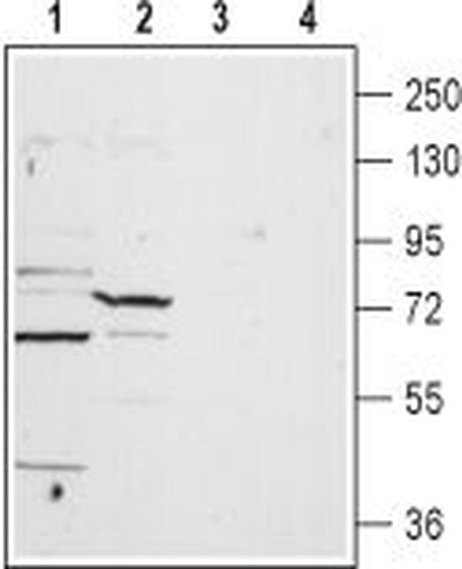 TPCN1 ANTIBODY