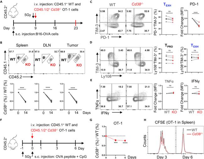 MO CD366 RMT3-23 PE-CYN7 MAB