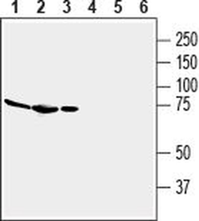 ADENOSINE A2A RECEPTOR (EXTRAC