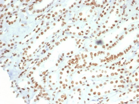 NUCLEOLIN (MARKER OF HUMAN CEL