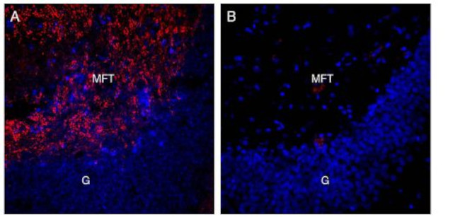 ALPHA-SYNUCLEIN ANTIBODY