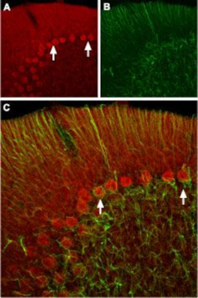 HCN2 ANTIBODY