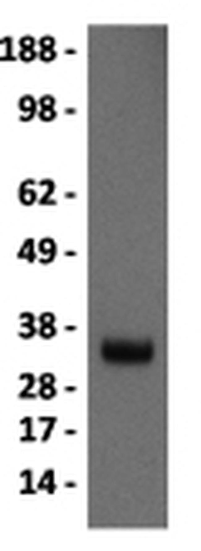 ANTI-MYOGENIN F5D PUR MAB