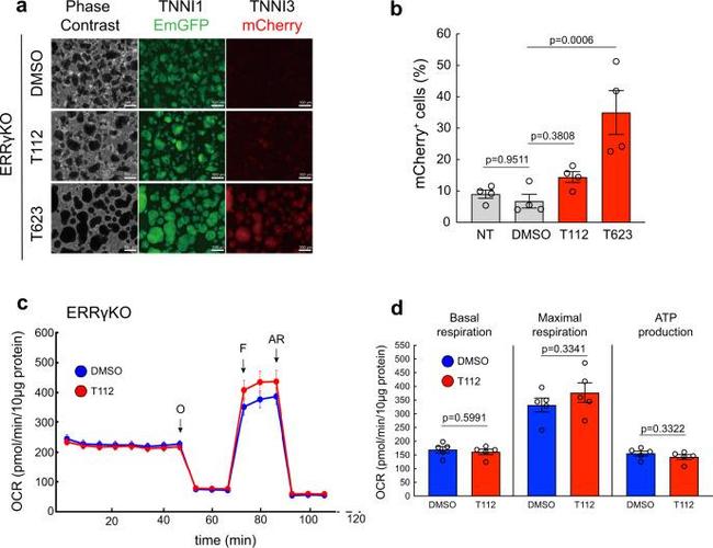 MCHERRY RAT MONOCLONALANTIBODY