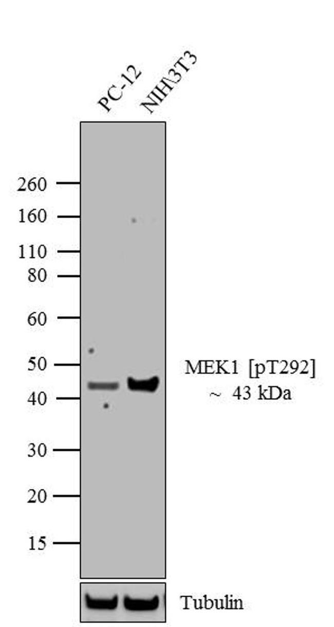 PHOSPHO-MEK1 THR292 PAB
