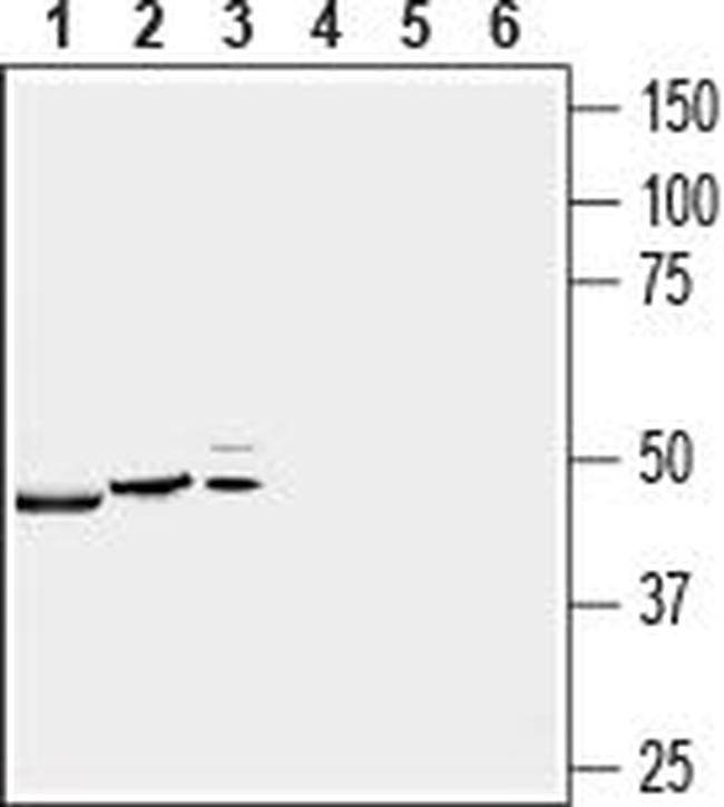 P2X4 RECEPTOR ANTIBODY
