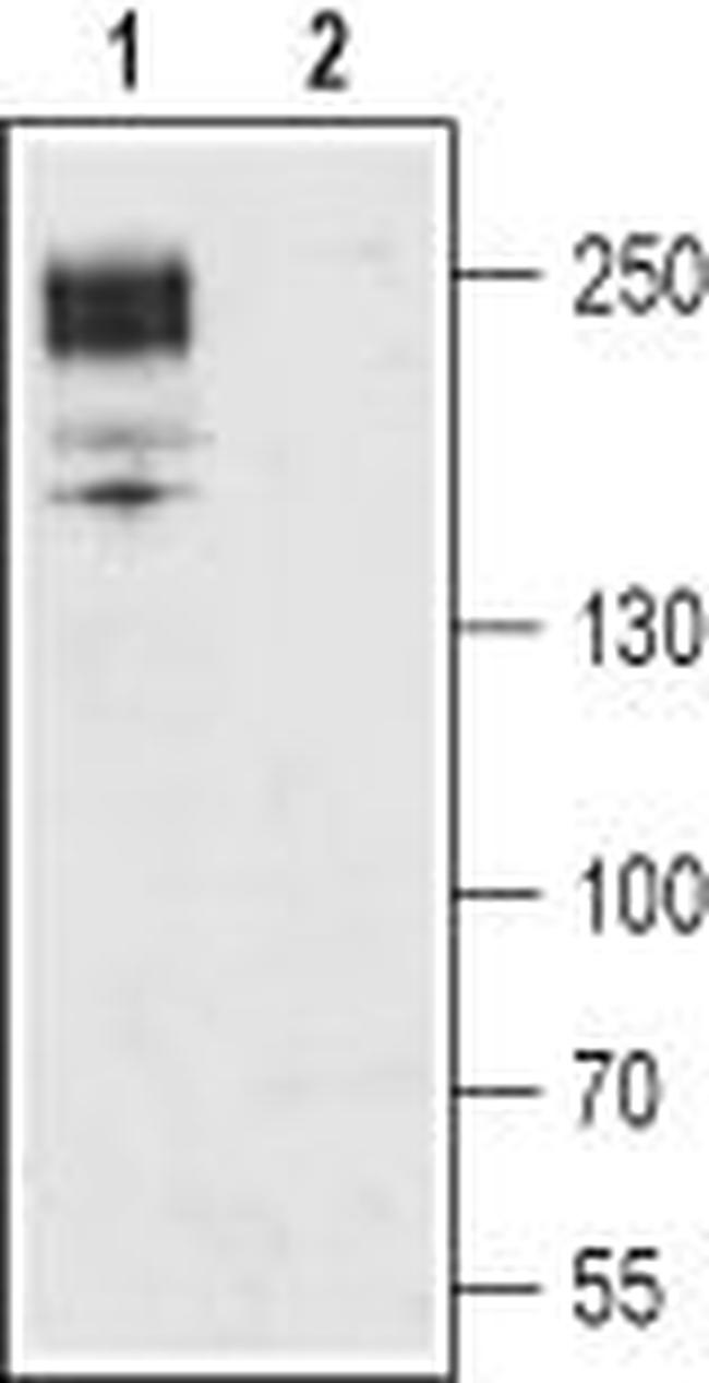 CAV1.2 (CACNA1C) ANTIBODY