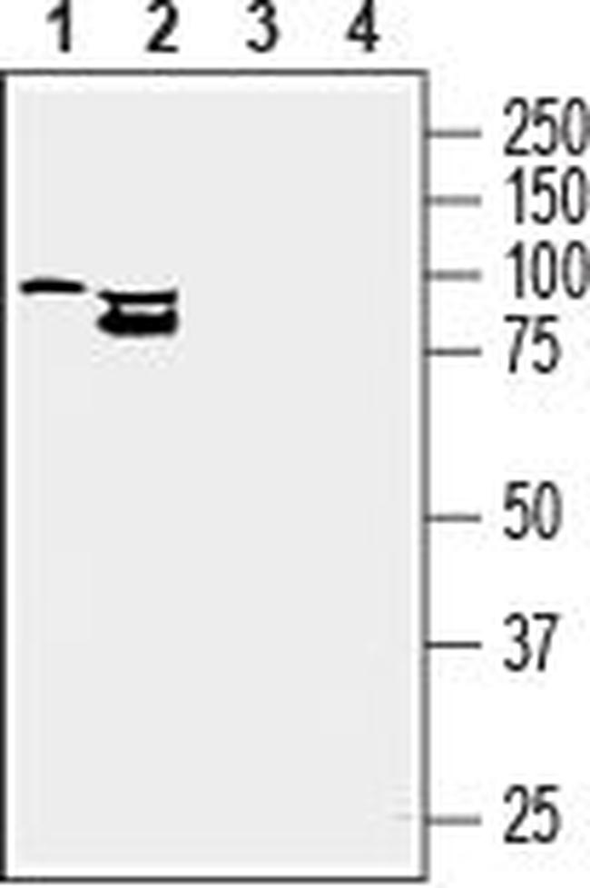 CD39 (EXTRACELLULAR) ANTIBODY