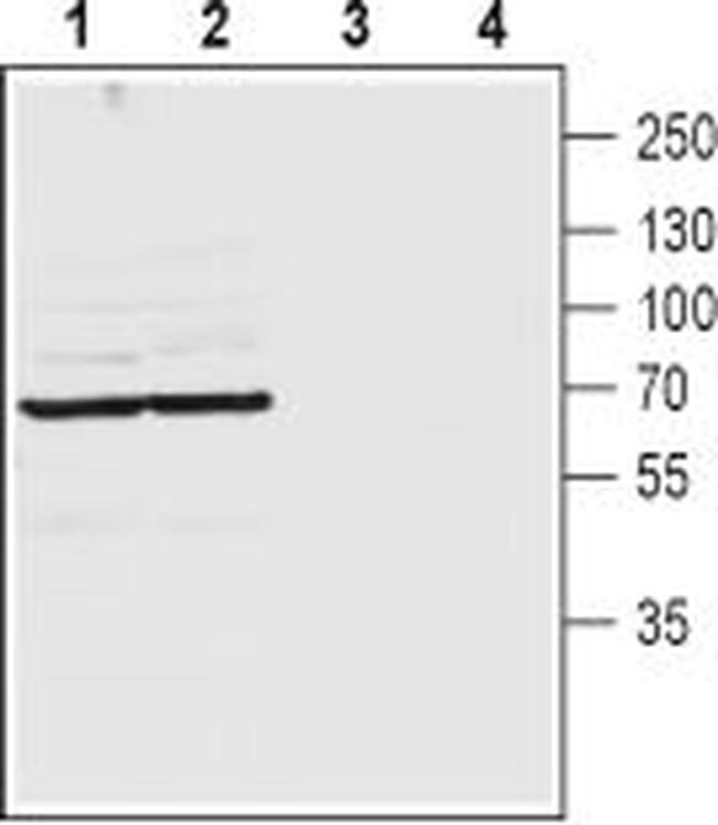 PANNEXIN 2 (EXTRACELLULAR) ANT
