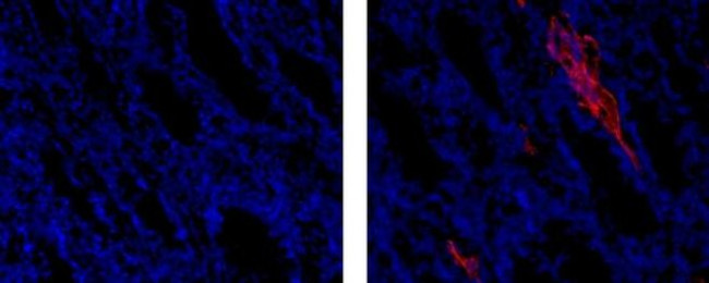 RAT IGG1 R1-12D10 EF615 MAB