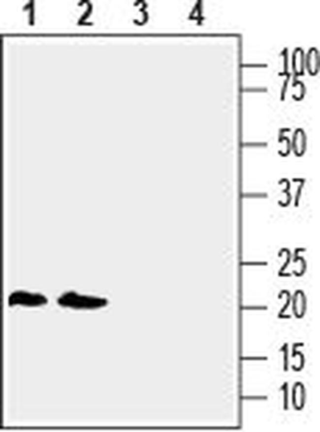 LYNX1 (EXTRACELLULAR) ANTIBODY