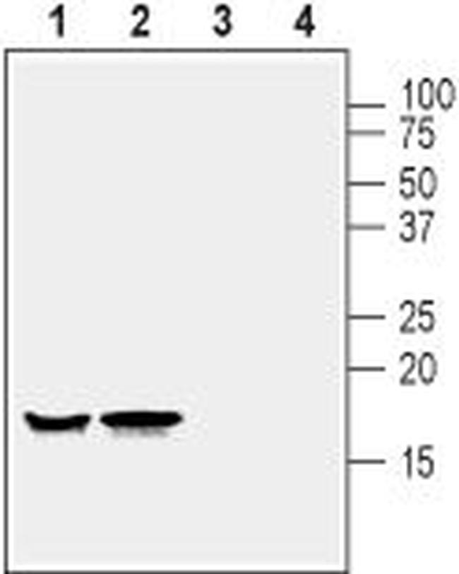 ALPHA-SYNUCLEIN ANTIBODY