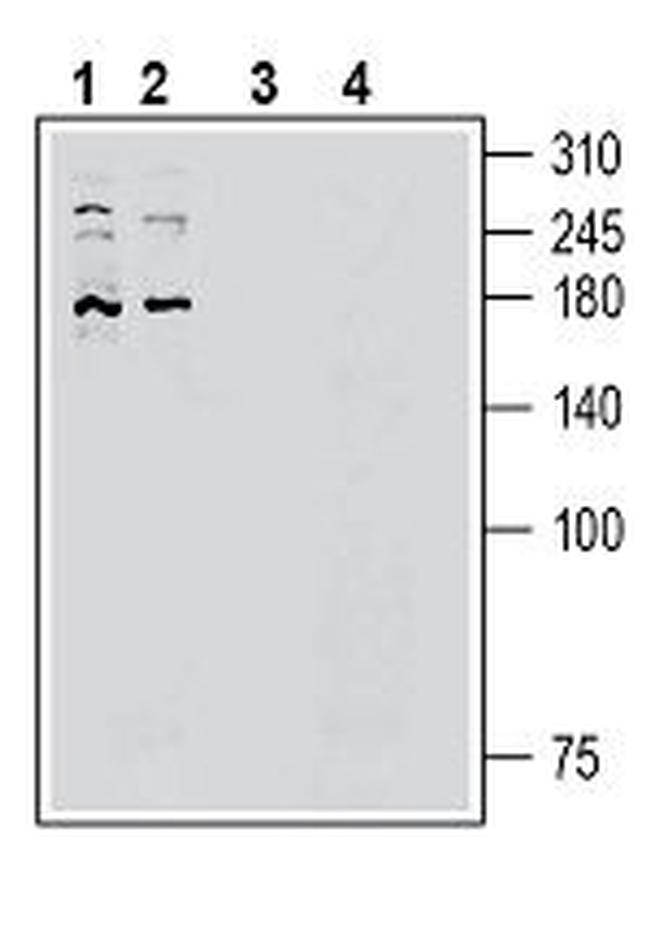 PIEZO2 ANTIBODY