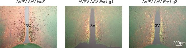 MCHERRY RAT MONOCLONALANTIBODY