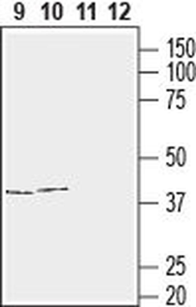 CONNEXIN-43 ANTIBODY