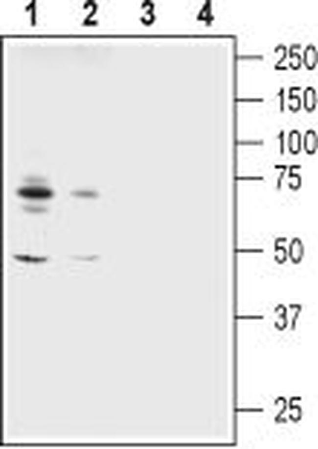 ASIC1 ANTIBODY