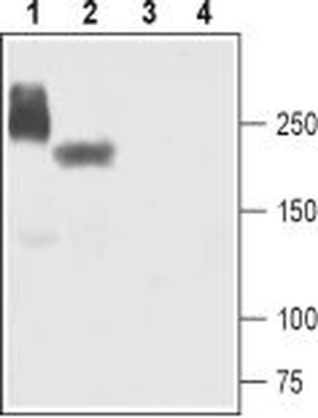 NAV1.5 (SCN5A) ANTIBODY