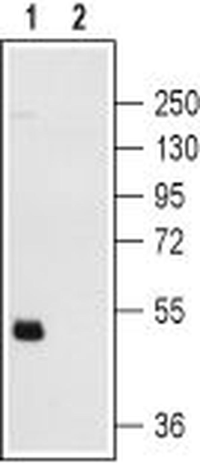 P2Y12 RECEPTOR ANTIBODY