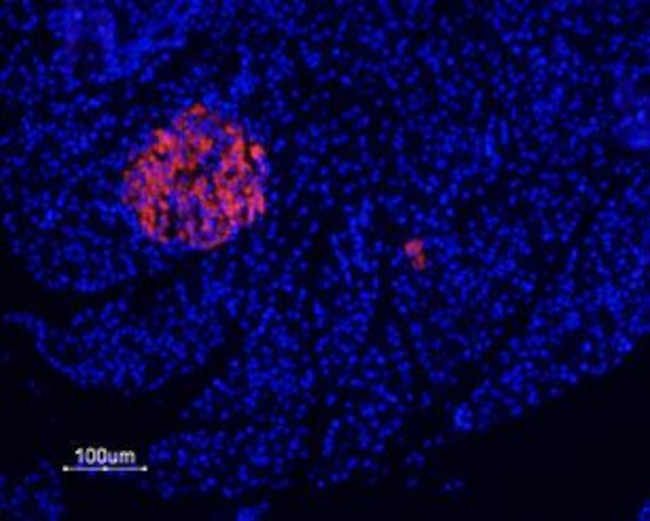 P2X7 RECEPTOR ANTIBODY ATTO 55