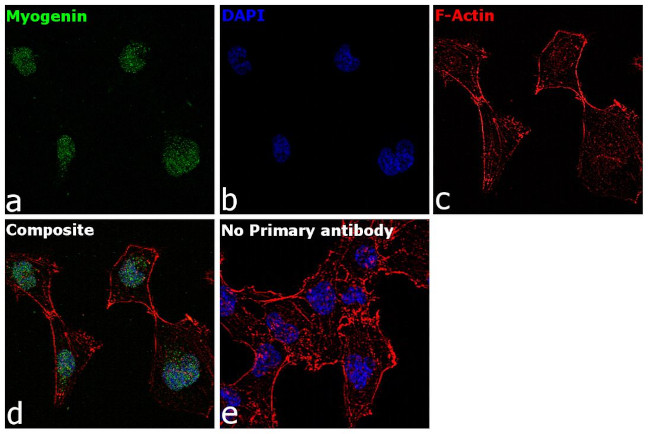 ANTI-MYOGENIN F5D PUR MAB