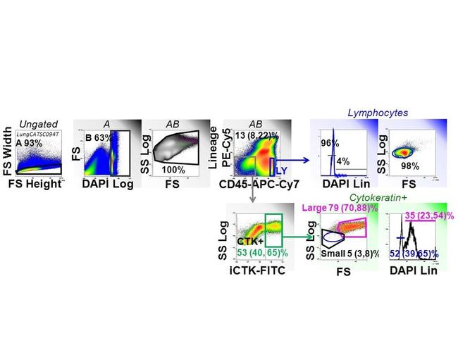 ANTI-PAN CYTOKERATIN AF488 MAB