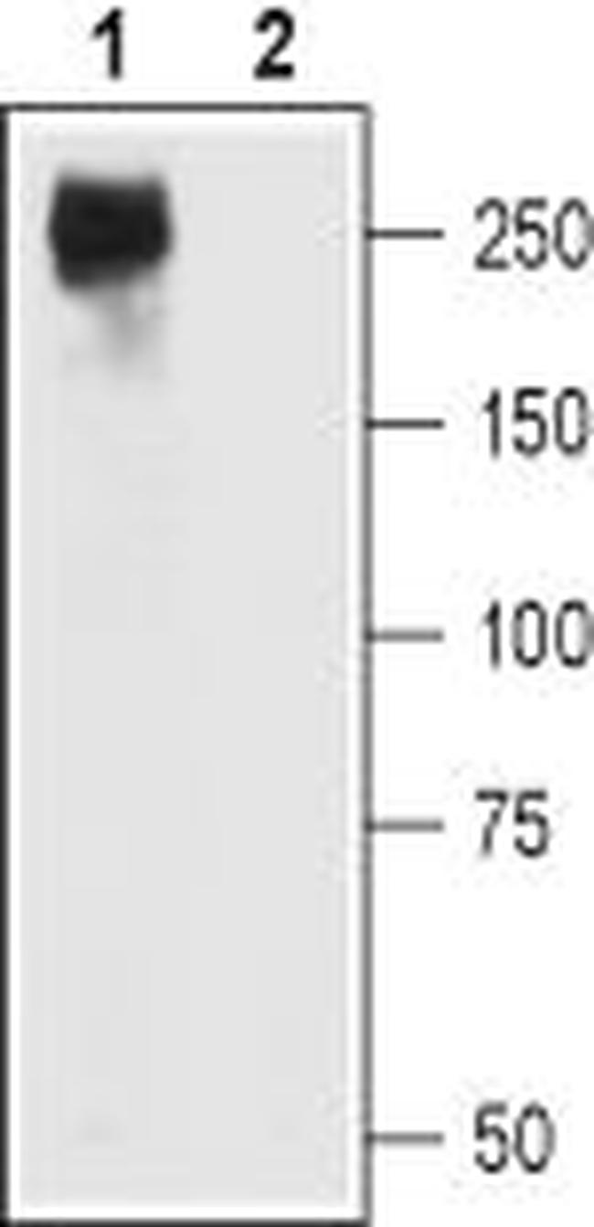 CAV1.2 (CACNA1C) ANTIBODY